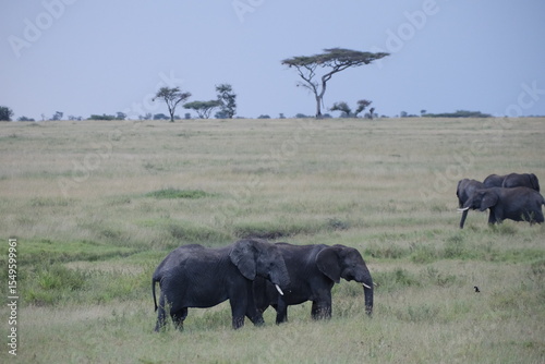Photography herd of elephants