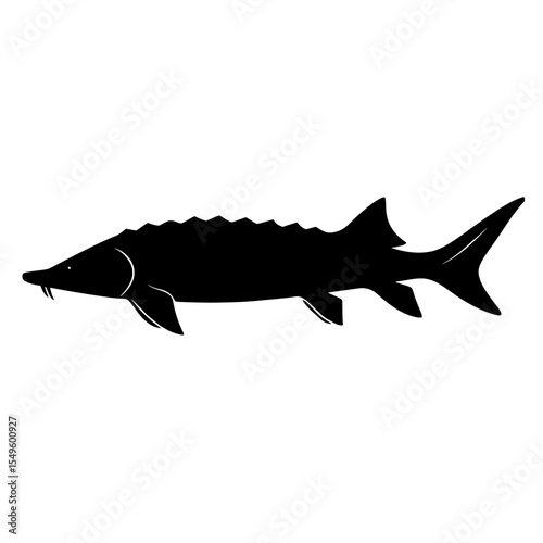 Silhouette of White Sturgeon Fish with Distinctive Spikes