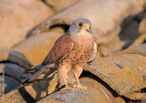 Male Lesser Kestrel perched on pantile roof