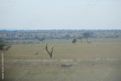 Photography cheetah