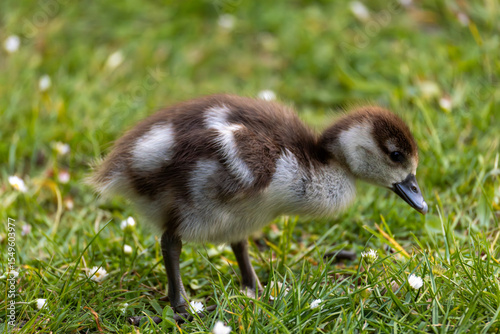 Canvas Print A fluffy brown and white baby duckling walks on vibrant green grass in a natural setting