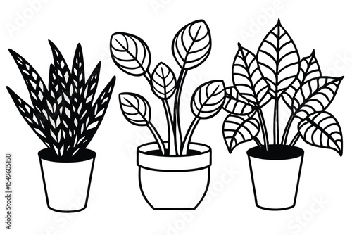 Potted rosemary houseplant with delicate leaves and spring growth