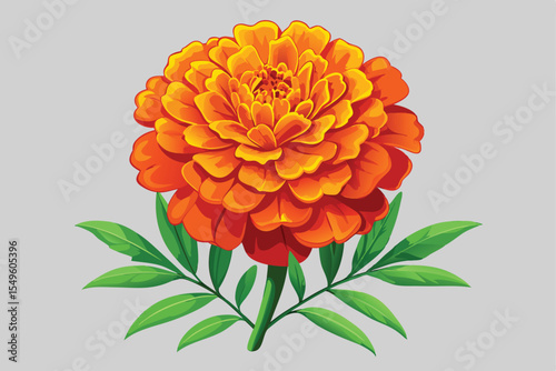 Beautiful orange dahlia flower, isolated on white, showcasing its vibrant petals and the essence of summer flora