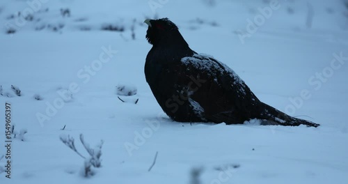 Male Capercaillie at his lek performing the mating ritual to attract females at first light on a day with a very heavy snowfall.