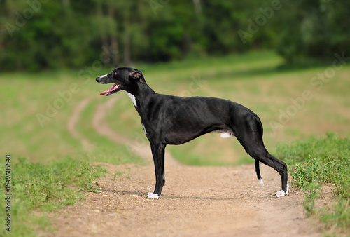 Beautiful black English Whippet dog outdoors
