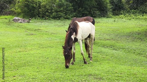 Brown and White Horse Grazing Peacefully