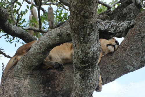 lion sleep on the tree