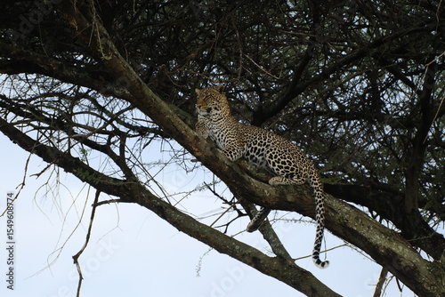 leopard in tree