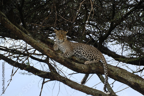 leopard in tree