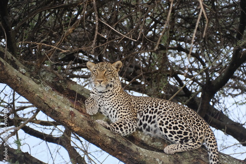 leopard in tree