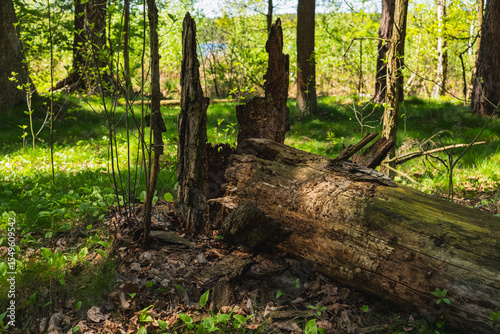 The trunk of an old fallen tree which undergoes natural decomposition of organic matter