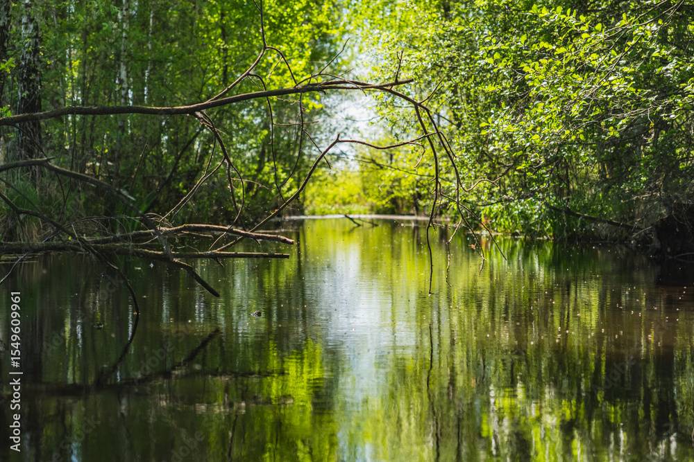 Fototapeta premium Reflection in the water of plants growing here on the bank of a small pond