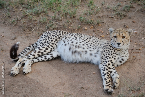 cheetah in the grass