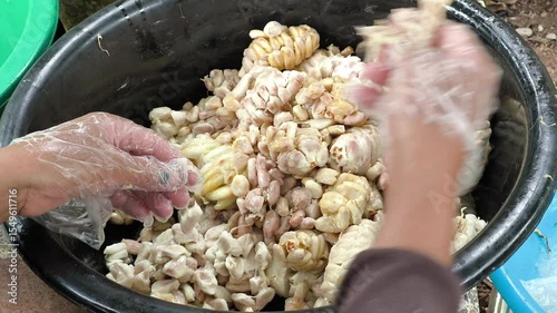 Fresh cocoa beans are extracted from pods by hand