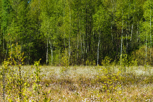 Landscape with a lot of Eriophorum vaginatum growing on a fen during spring season