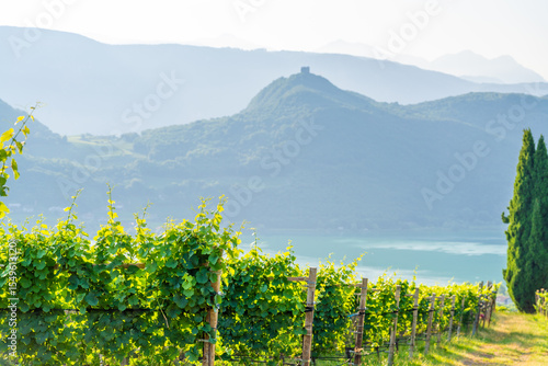 Vineyard in Alto Adige, Italy, with Lake Caldaro and mountains in background..