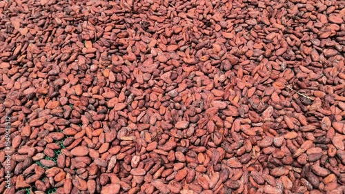 Sun-Drying Cocoa Beans, A Traditional Method for Rich Flavor and Quality