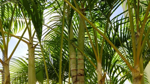 Lush tropical palm trees showcasing tall green trunks and vibrant leaves against bright sunlight. An inviting representation of nature's beauty, summer vibes, and tropical serenity.