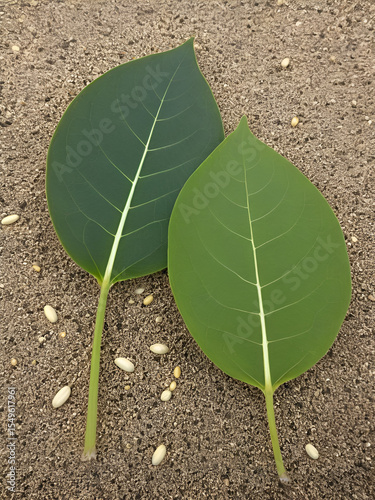 Monocotyledon and dicotyledon seeds,  monocots having one seed leaf and dicots having two leaf