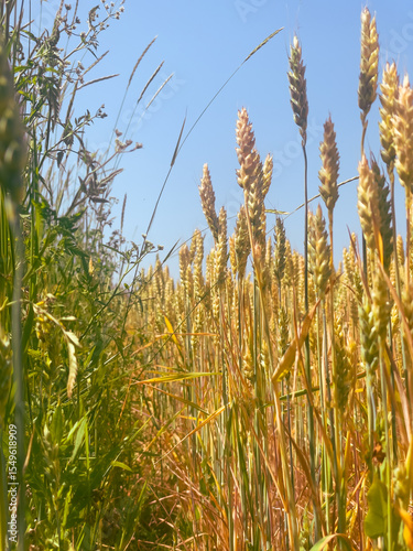 Wheat grain close-up with sky backdrop. Concept of the land cultivation, rural heritage, and food resources.