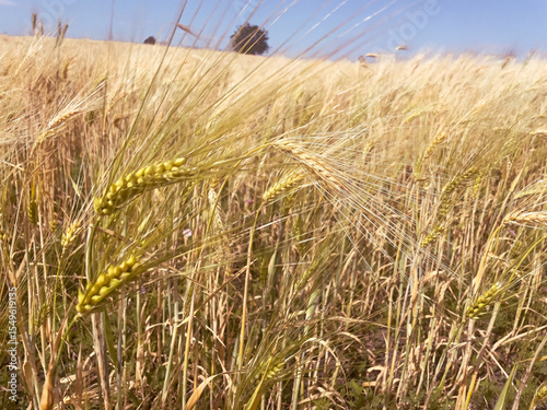 Wheat field horizon view. The concept of the  eco-farming, clean nutrition, and soil fertility.