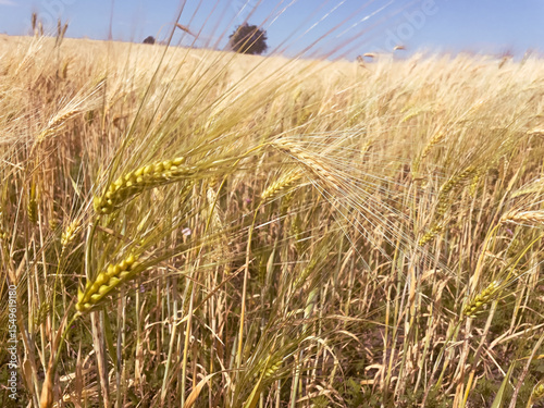 Golden spikes covering farmland. Concept of the food harvest, climate influence, and rural resilience.