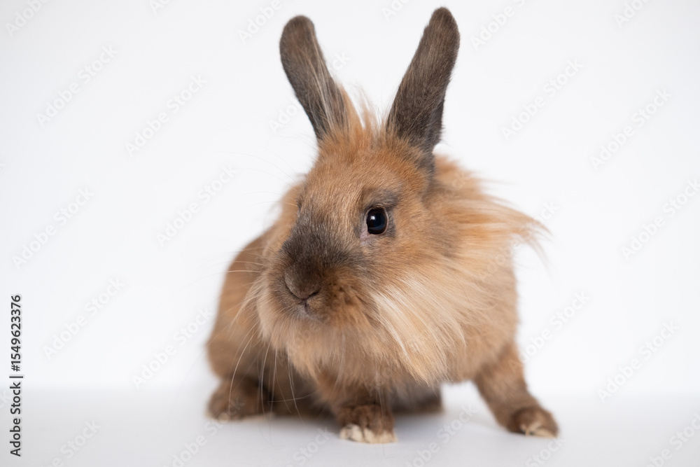 Obraz premium Little dwarf rabbit isolated on white