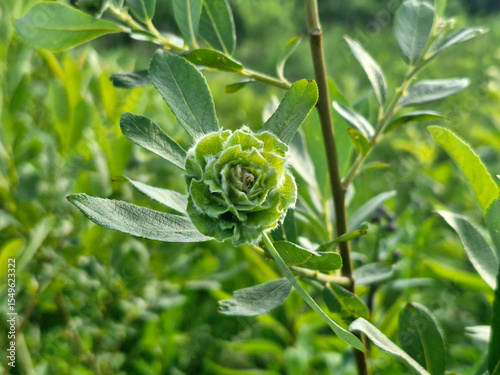 Rabdophaga rosaria, rosette gall on willow