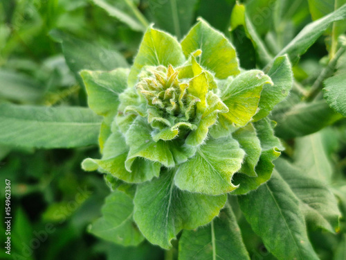 Rabdophaga rosaria, rosette gall on willow