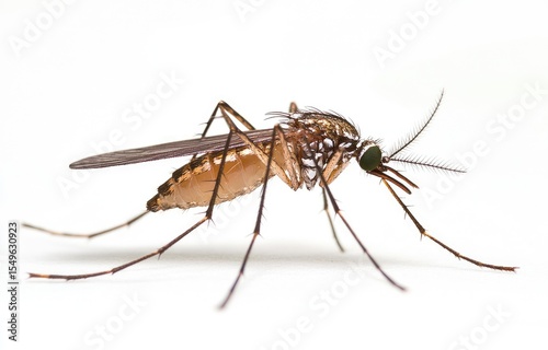 Close-up of a mosquito, side view
