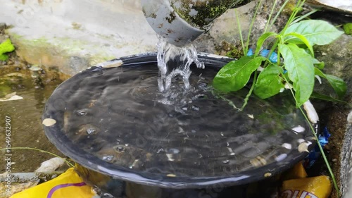 Clear water flows from the drain pipe into the black bowl, creating ripples. Vibrant greenery and an outdoor setting enhance the natural look.