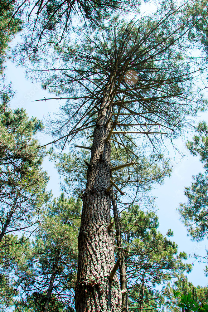 Fototapeta premium selective shot trees in the forest