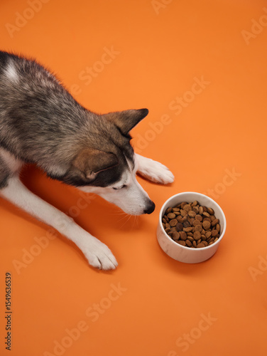A Siberian Husky intently observes a bowl of food placed on an orange backdrop, its gaze fixed with curiosity. The vibrant scene emphasizes the dog's alertness and inquisitive nature.