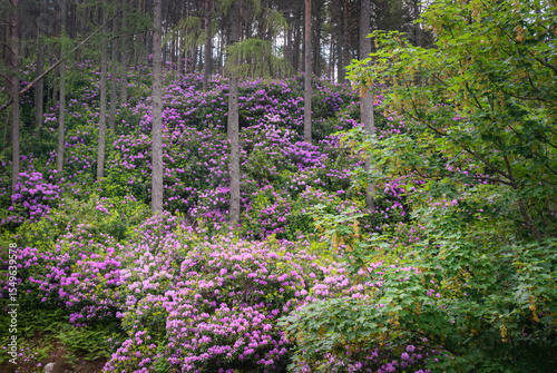 A summer HDR image of Rhododendrons and Caledonian Pine Forest, Coire Roille, Torridon, Wester Ross, Highlands of Scotland, UK. 
