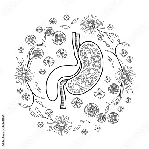 ‎A line art stomach illustration of a coloring page