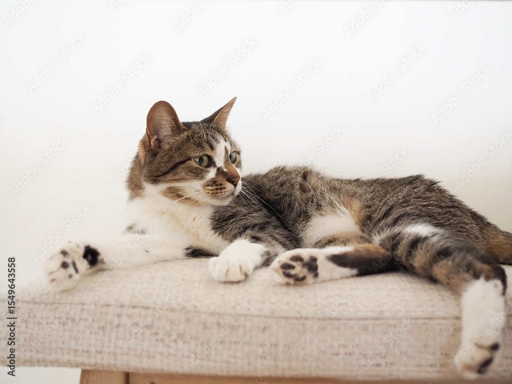 Fototapeta premium 椅子の上でくつろぐ猫