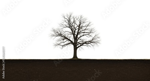 Dying tree against white background with earth below contrasting the lifeless branches