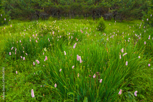 Wallpaper Mural closeup heap of wild flowers in green grass on forest glade, summer outdoor flower scene Torontodigital.ca