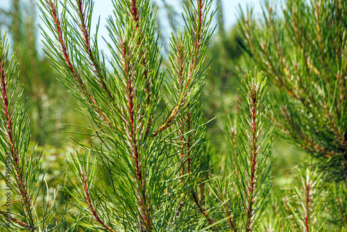 close up of a pine needles in the woods