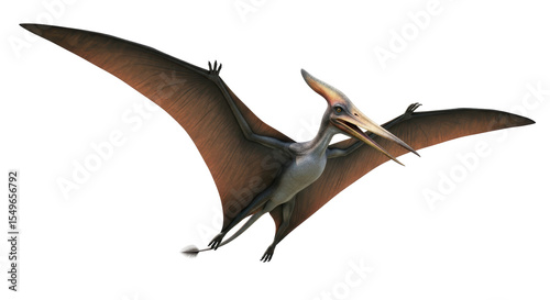 Isolated Pterodactyl Dinosaur Flying