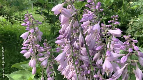 large striped bumblebees work tirelessly pollinating flowers bells, tracking focus