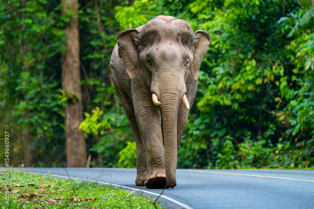 Fototapeta premium Elephants are large mammals and are the largest land animals. Wild elephants eat plants. They are big, have a small head, big legs, and have a trunk that reaches to the ground. That trunk is the nose.