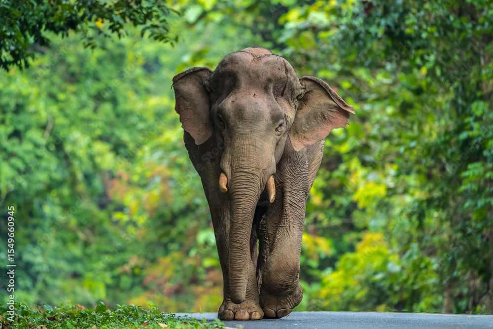 Fototapeta premium Elephants are large mammals and are the largest land animals. Wild elephants eat plants. They are big, have a small head, big legs, and have a trunk that reaches to the ground. That trunk is the nose.
