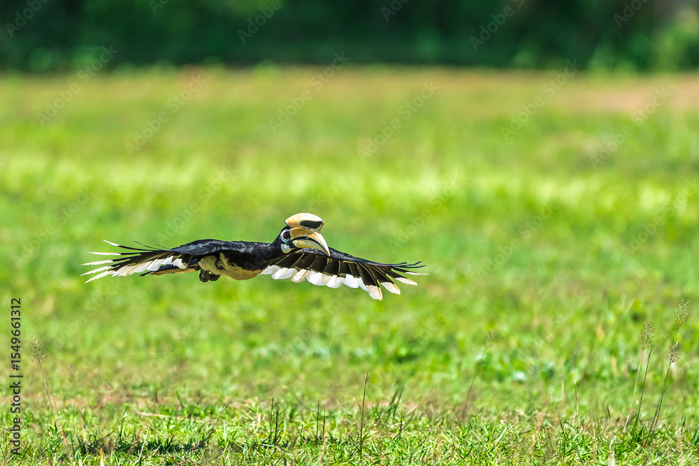 Obraz premium The bill and large hump are yellow. The face is black. The throat is white or yellowish-white. The body is black. The wings are black with a wide yellow stripe running down the middle of the wings. 