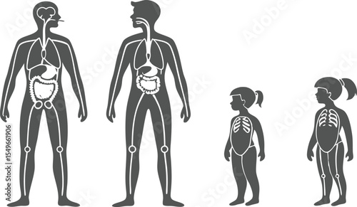 Vector Internal Organs Diagram for Baby, Child, and Adult Male and Female Bodies