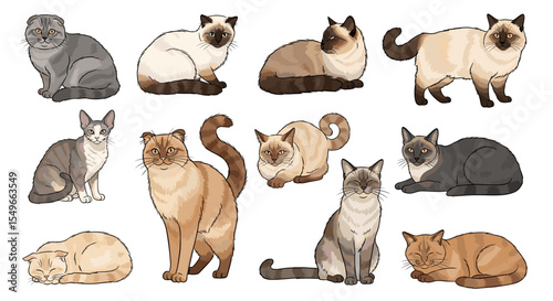 Collection of diverse cat breeds rendered in a cartoon style with various poses and colorations