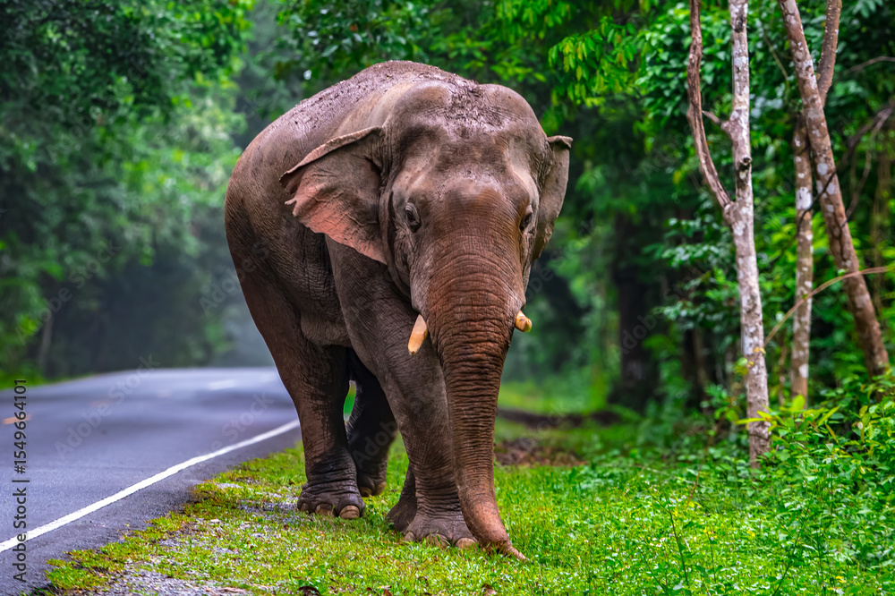 Fototapeta premium Elephants are large mammals and are the largest land animals. Wild elephants eat plants. They are big, have a small head, big legs, and have a trunk that reaches to the ground. That trunk is the nose.