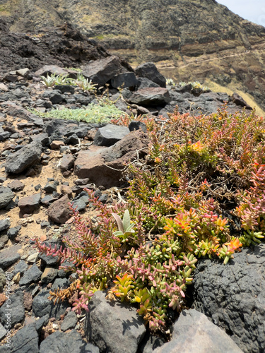 Sedum album, commonly known as White Stonecrop or Jelly Bean Sedum. This succulent plant near to Ponta de Sao Lourenco. Madeira island, Portugal