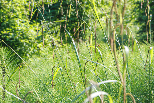 Fototapeta Naklejka Na Ścianę i Meble -  green grass in the forest