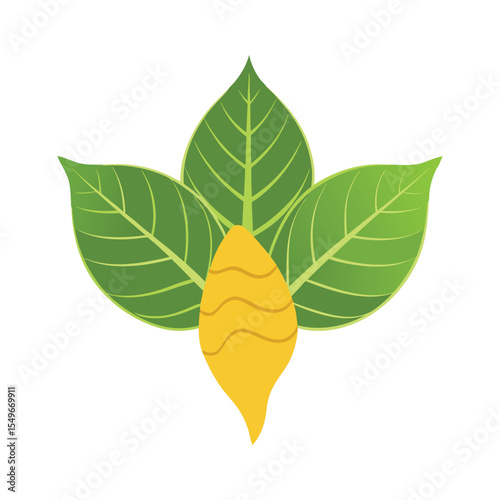  ginger leaf Green leaf and leaves isolated on white background illustration for nature and plant de  sign